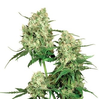 Maple Leaf Indica (Sensi Seeds) regul&eacute;rn&iacute;