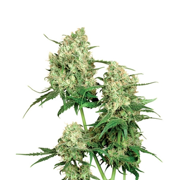 Maple Leaf Indica (Sensi Seeds) regulérní
