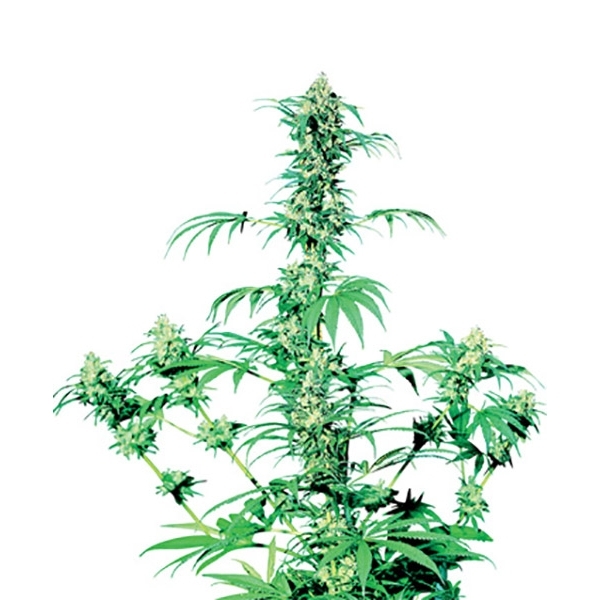 Early Girl (Sensi Seeds) regulérní