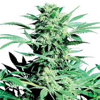 Shiva Skunk (Sensi Seeds) regul&eacute;rn&iacute;