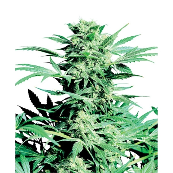 Shiva Skunk (Sensi Seeds) regulérní