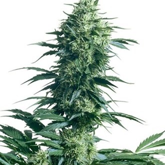 Mother's Finest (Sensi Seeds) regul&eacute;rn&iacute;