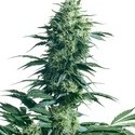 Mother's Finest (Sensi Seeds) regulérní