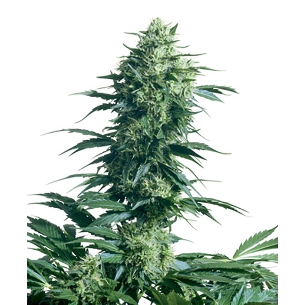 Mother's Finest (Sensi Seeds) regulérní