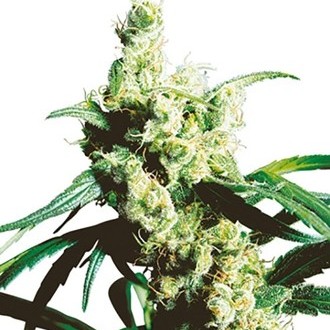 Silver Haze (Sensi Seeds) regul&eacute;rn&iacute;