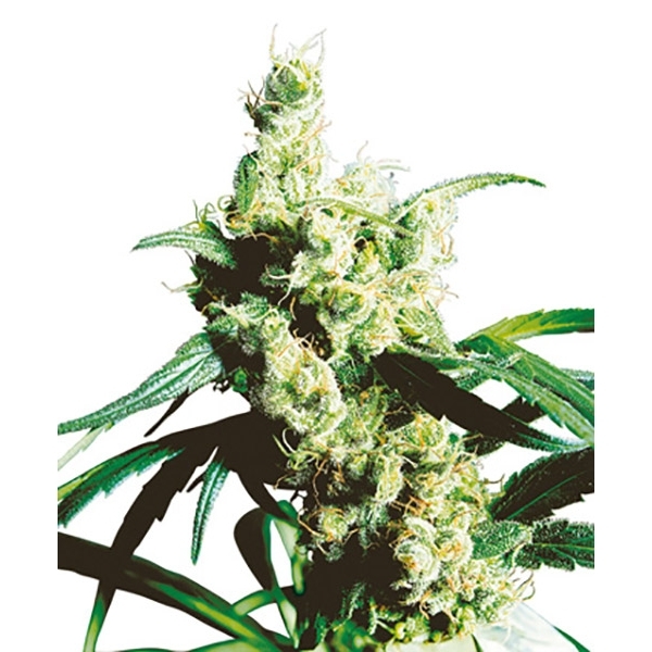 Silver Haze (Sensi Seeds) regulérní