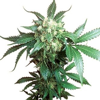 Black Domina (Sensi Seeds) regul&eacute;rn&iacute;