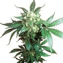 Black Domina (Sensi Seeds) regulérní