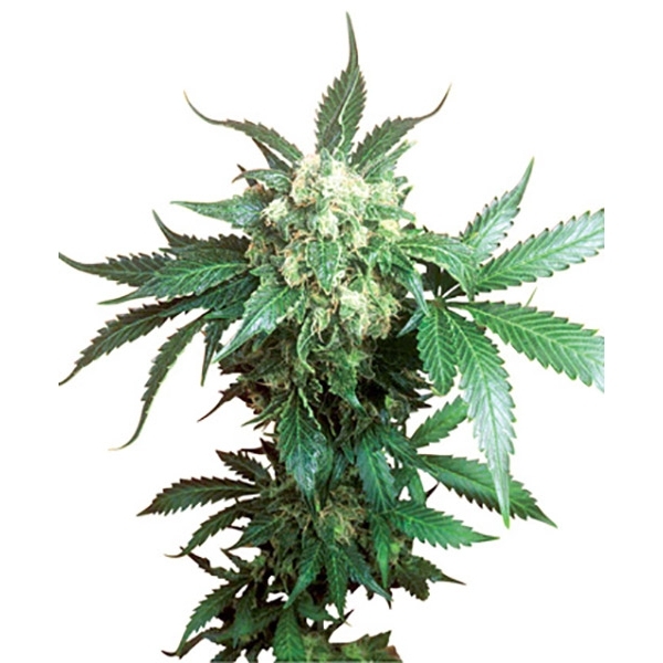 Black Domina (Sensi Seeds) regulérní