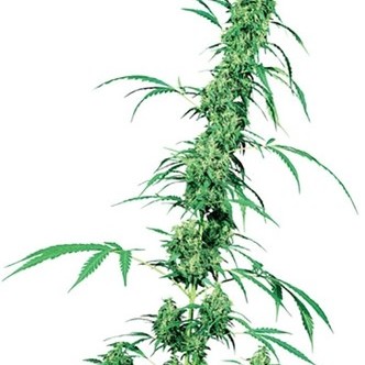 Fruity Juice (Sensi Seeds) regul&eacute;rn&iacute;