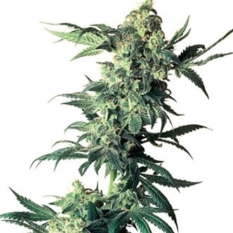 Northern Lights (Sensi Seeds) regul&eacute;rn&iacute;