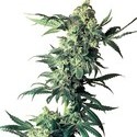 Northern Lights (Sensi Seeds) regulérní
