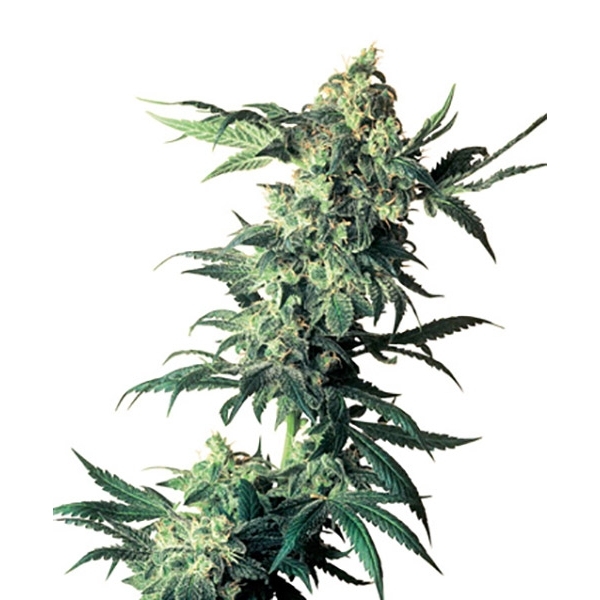 Northern Lights (Sensi Seeds) regulérní