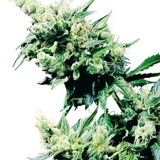 Hash Plant (Sensi Seeds) regul&eacute;rn&iacute;