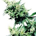 Hash Plant (Sensi Seeds) regulérní