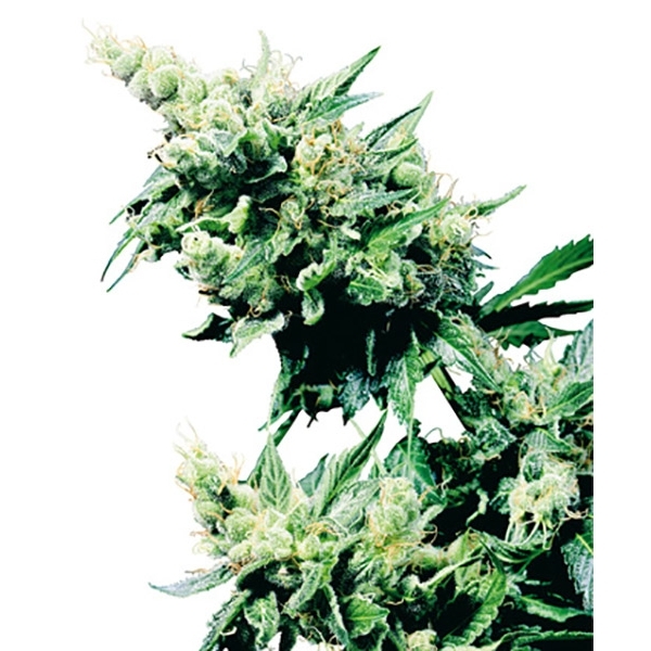 Hash Plant (Sensi Seeds) regulérní