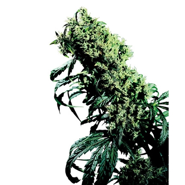 Northern Lights 5 x Haze (Sensi Seeds) regulérní