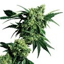 Mr. Nice G13 x Hash Plant (Sensi Seeds) regulérní