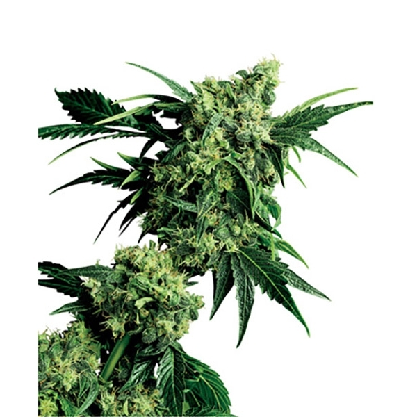 Mr. Nice G13 x Hash Plant (Sensi Seeds) regulérní