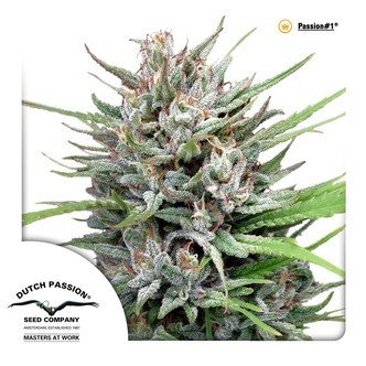 Passion 1 (Dutch Passion) feminizovan&aacute;