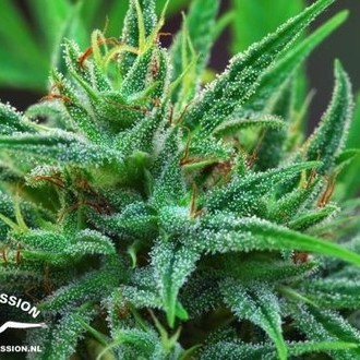 Passion 1 (Dutch Passion) feminizovaná