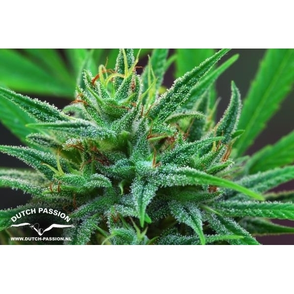 Passion 1 (Dutch Passion) feminizovaná