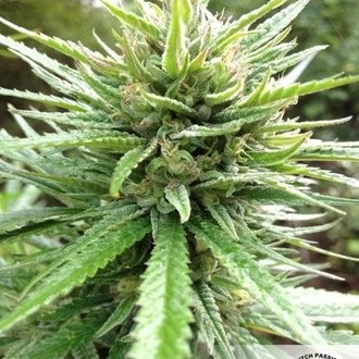 Passion 1 (Dutch Passion) feminizovaná