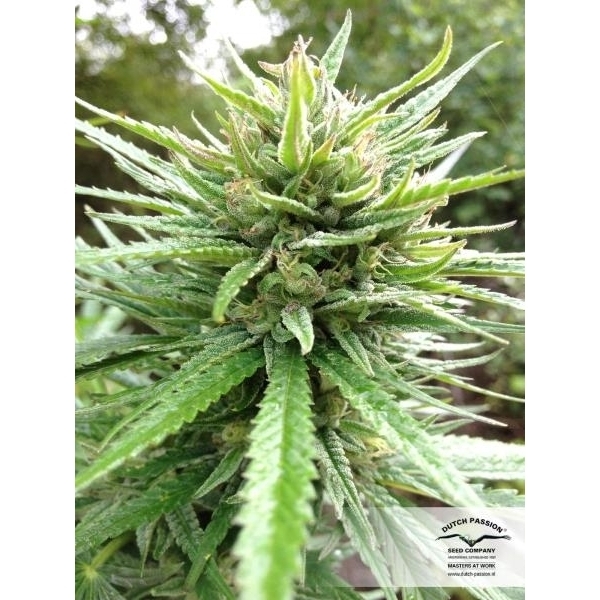 Passion 1 (Dutch Passion) feminizovaná