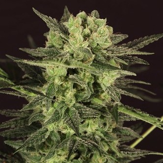 AUTO MK-Ultra&reg; Kush (T.H.Seeds) feminizovan&aacute;