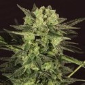 AUTO MK-Ultra® Kush (T.H.Seeds) feminizovaná