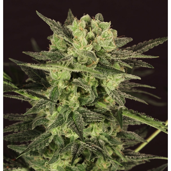 AUTO MK-Ultra® Kush (T.H.Seeds) feminizovaná