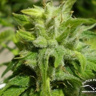 Euforia (Dutch Passion) feminizovaná