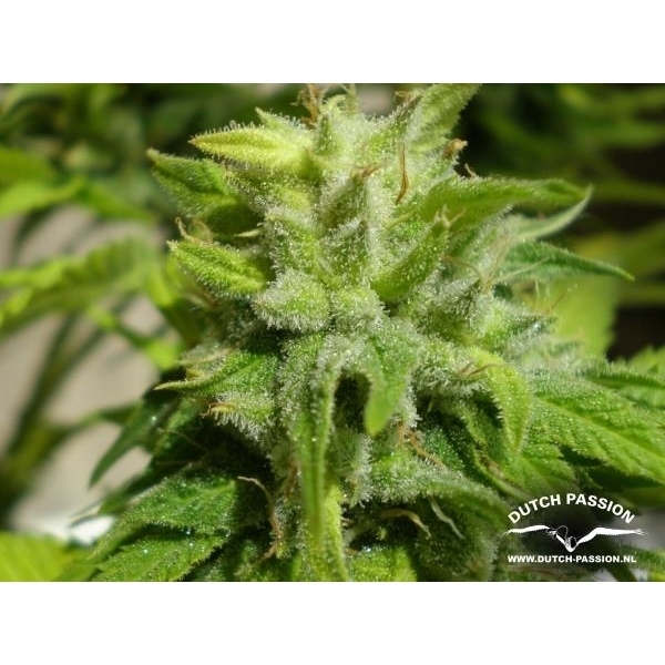 Euforia (Dutch Passion) feminizovaná