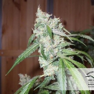 Euforia (Dutch Passion) feminizovaná