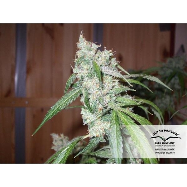 Euforia (Dutch Passion) feminizovaná