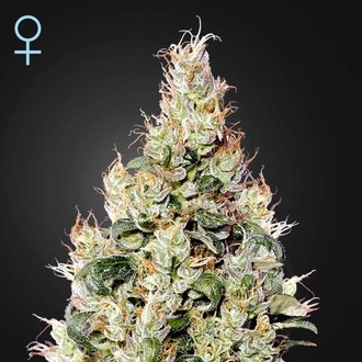 Exodus Cheese Auto CBD (Greenhouse Seeds) feminizovan&eacute;