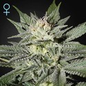 King's Kush CBD (Greenhouse Seeds) feminizovaná