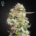 King's Kush Samonakvétací CBD (Greenhouse Seeds) feminizovaná