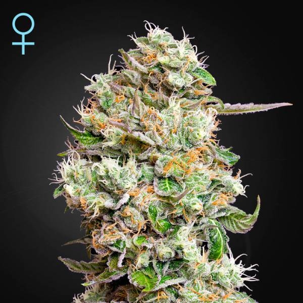 King's Kush Samonakvétací CBD (Greenhouse Seeds) feminizovaná