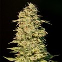 OG Lemon Bilbo (Genehtik Seeds) feminizovaná