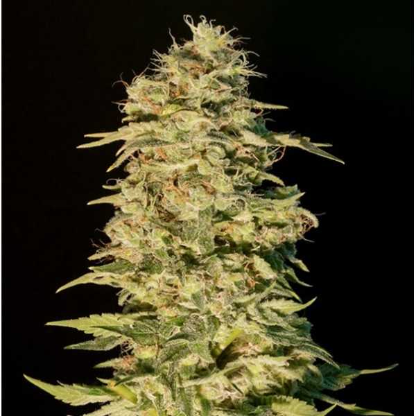 OG Lemon Bilbo (Genehtik Seeds) feminizovaná