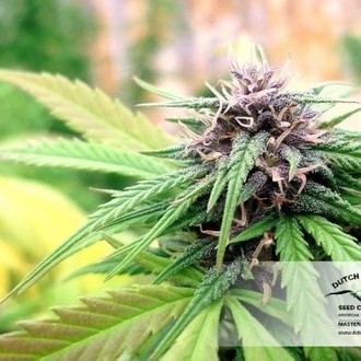 Hollands Hope (Dutch Passion) feminizovaná