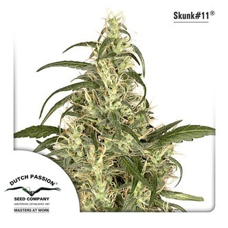 Skunk 11 (Dutch Passion) feminizovan&aacute;