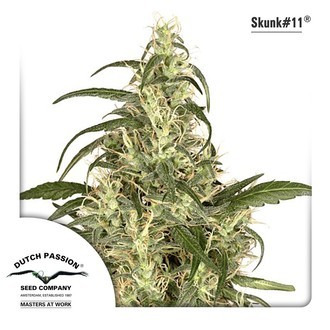 Skunk 11 (Dutch Passion) feminizovan&aacute;