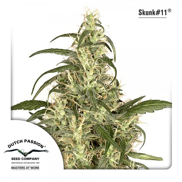 Skunk 11 (Dutch Passion) feminizovaná