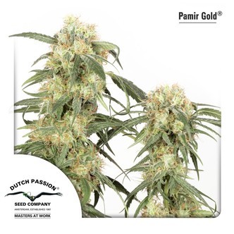 Pamir Gold (Dutch Passion) feminizovan&aacute;