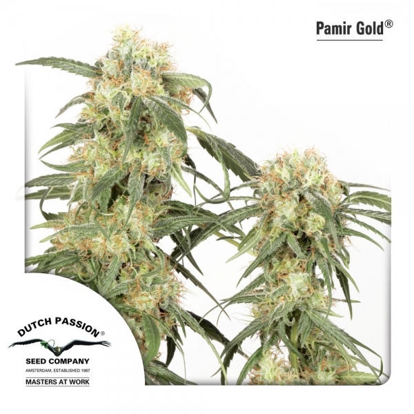 Pamir Gold (Dutch Passion) feminizovaná