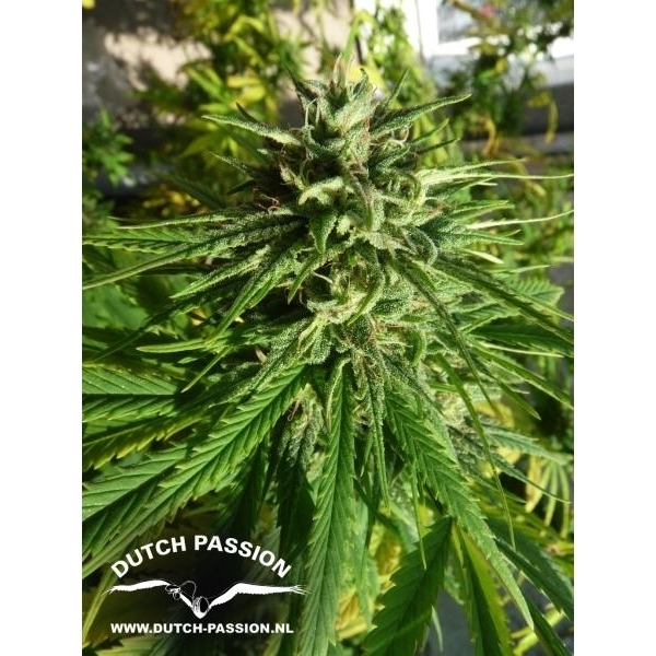 Pamir Gold (Dutch Passion) feminizovaná