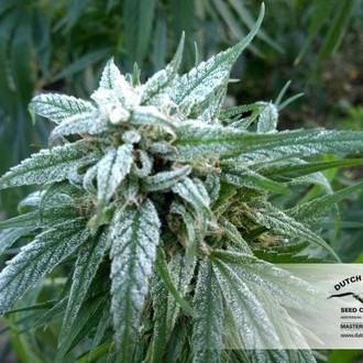 Pamir Gold (Dutch Passion) feminizovaná