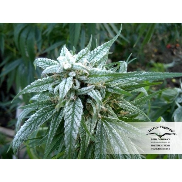 Pamir Gold (Dutch Passion) feminizovaná